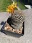 Preview: Sulcorebutia heliosa